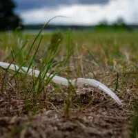 A Plastic Fork Laying in Grass