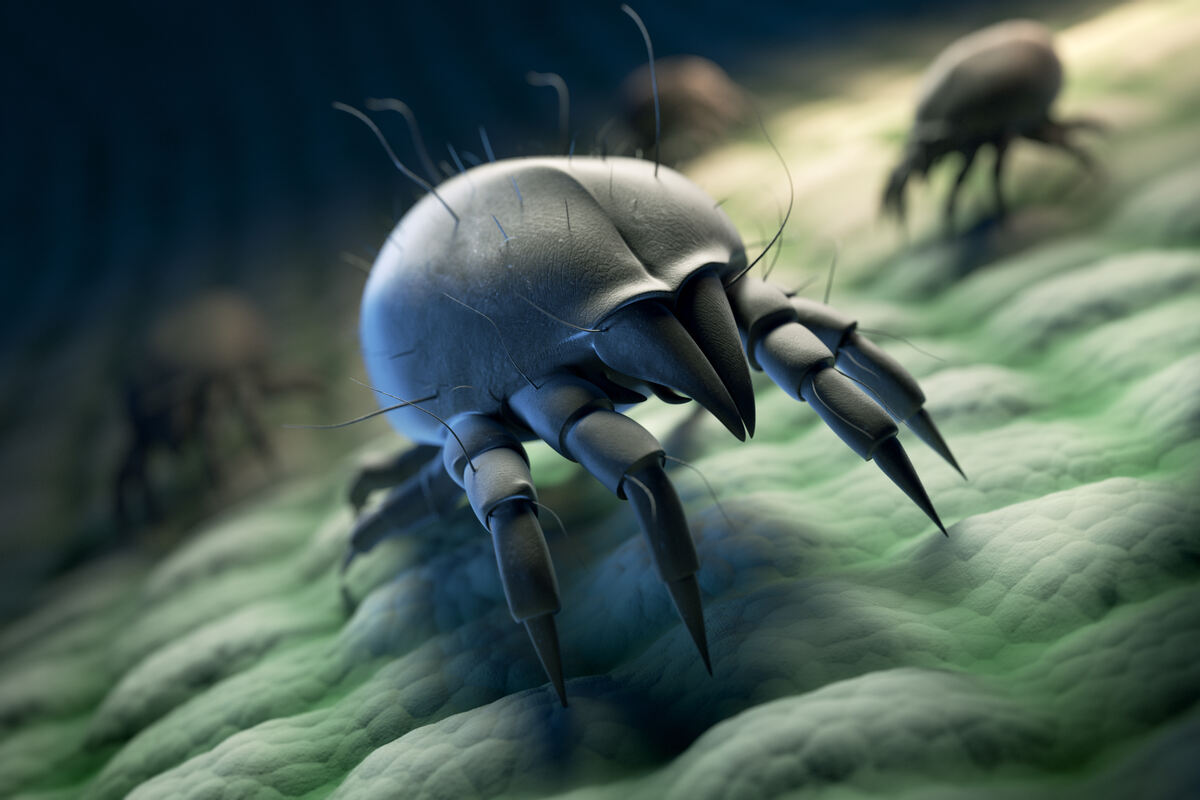 Do Dust Mites Bite? (The Experts Weigh In) Survival Freedom