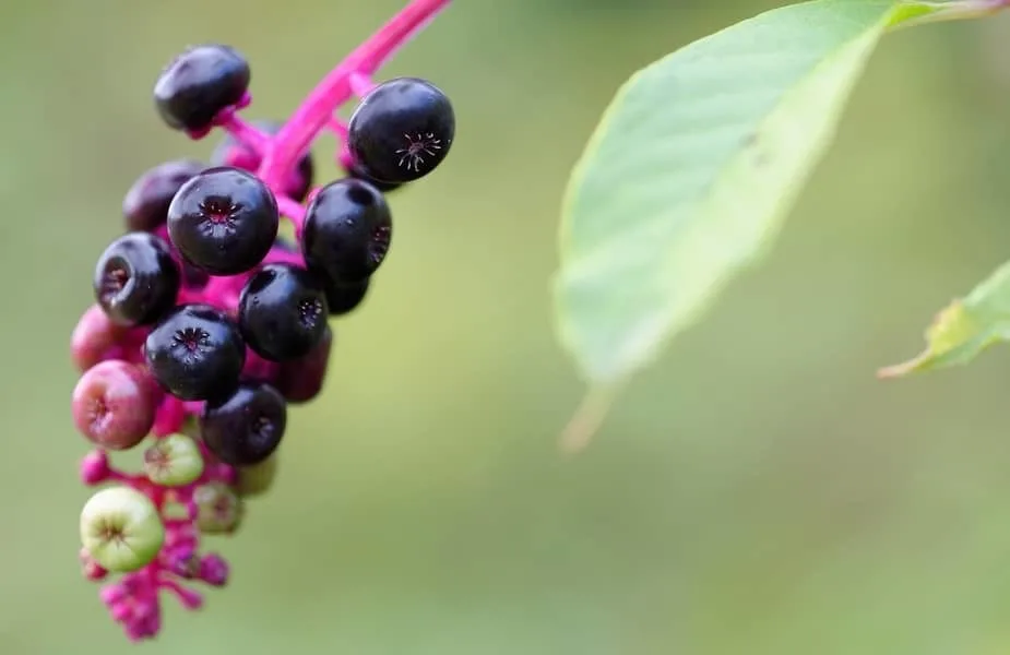American Pokeweed Berries