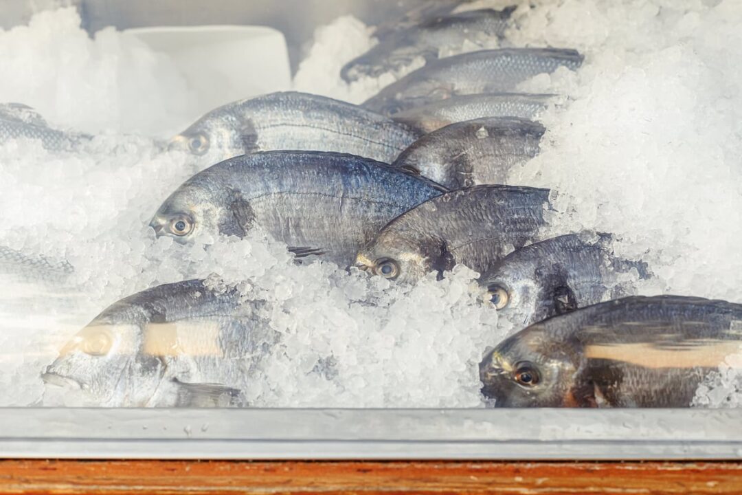 How Long Can You Keep Fish on Ice? Gutted vs. Ungutted Survival Freedom