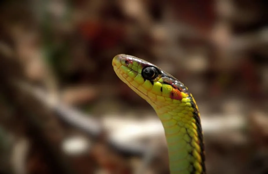 Garter Snake Head