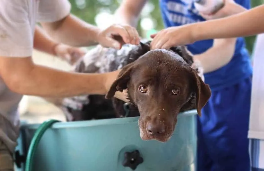 Brown Dog Being Washed in a Blue Tub by Two People
