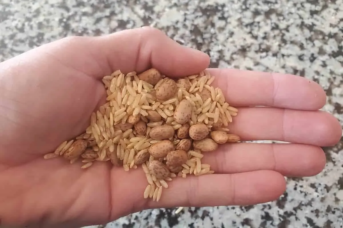 A Hand Holding Rice and Beans in the Palm