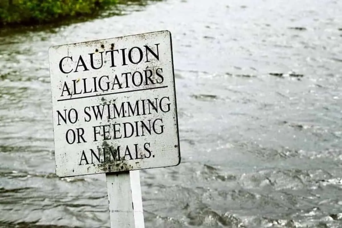 Caution-Gators-Sign