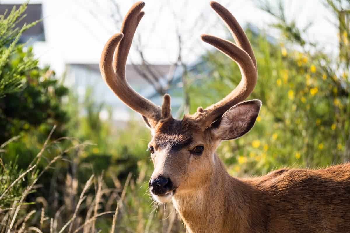 Can I Shoot a Deer on My Property? What You Need to Know Survival Freedom