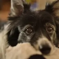 Border-Collie-Laying-On-Belly-With-a-Blanket-in-Mouth