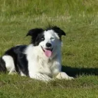 Border-Collie-With-One-Blue-Eye