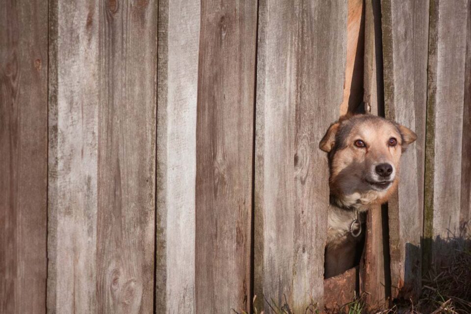 6 Ways To Keep Dogs Out of Your Yard (Vet Survival Freedom