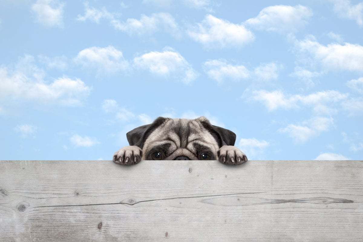 6 Ways To Keep Dogs Out of Your Yard (Vet Survival Freedom