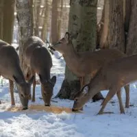 Small herd of white-tailed deer eats corn