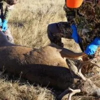 Two Hunters Prepare to Skin, Dress and Process a Dead Deer