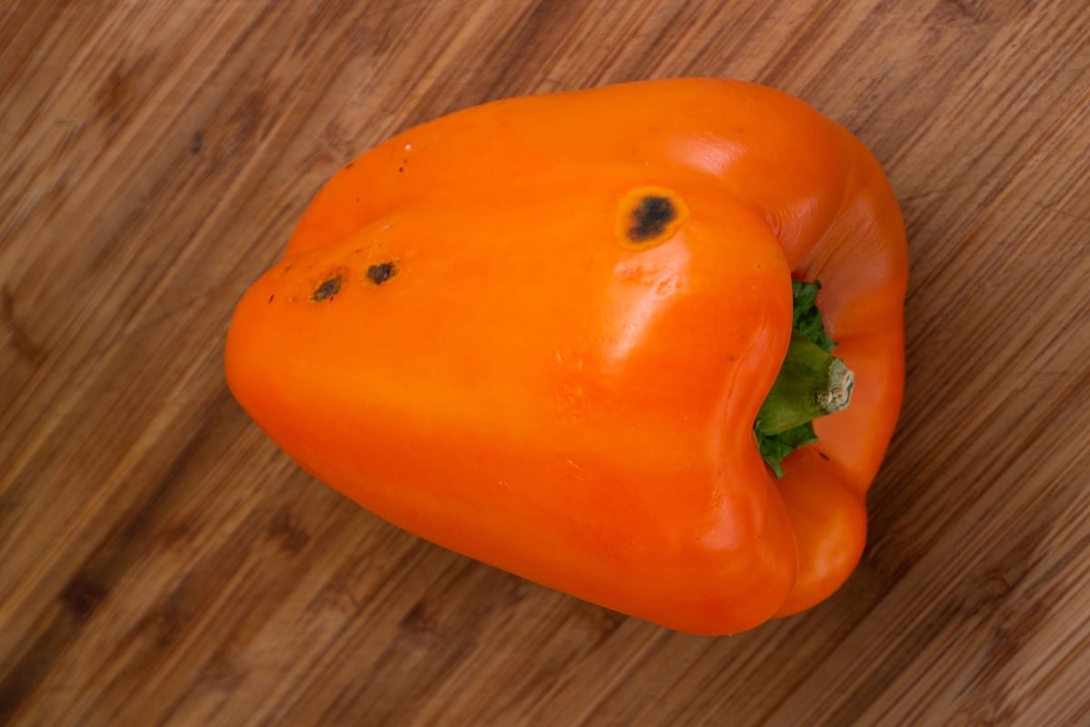 Brown Spots On Bell Peppers Causes and Treatment Survival Freedom