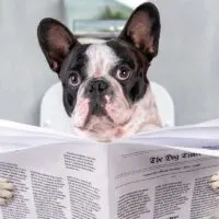 French bulldog sitting on a toilet seat with a newspaper