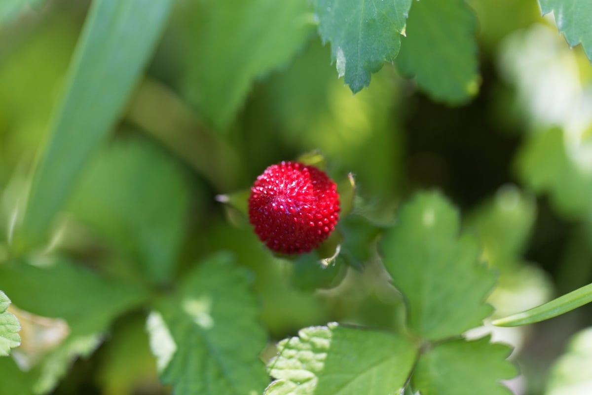 Can You Eat Wild Strawberries? What You Need To Know Survival Freedom