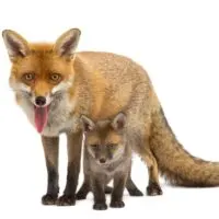 Mother fox with her cub in front of a white background