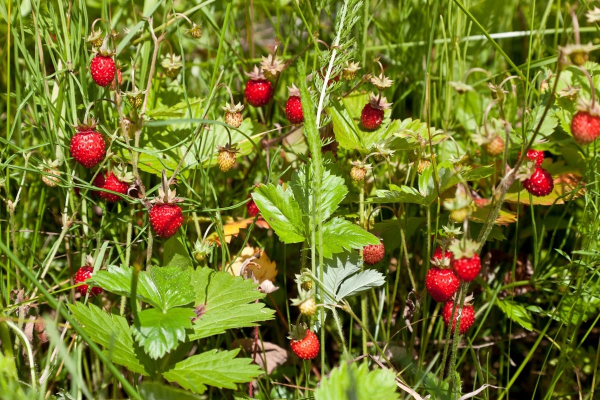 Can You Eat Wild Strawberries? What You Need To Know Survival Freedom