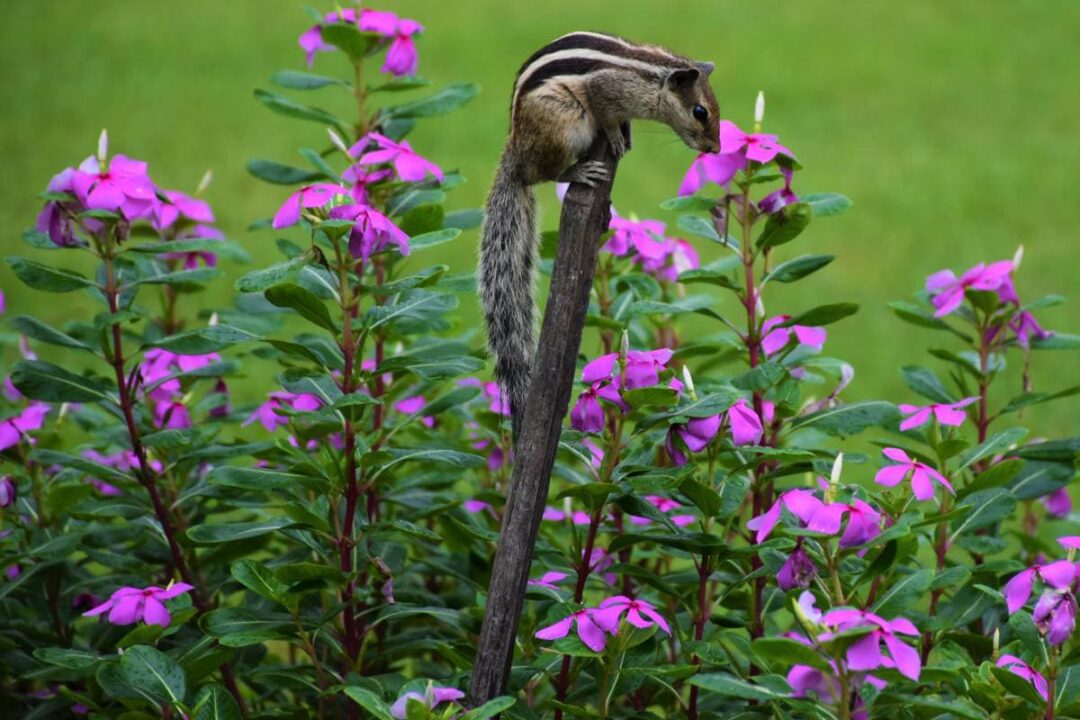 The 8 Best Ways to Keep Chipmunks Out of the Garden Survival Freedom