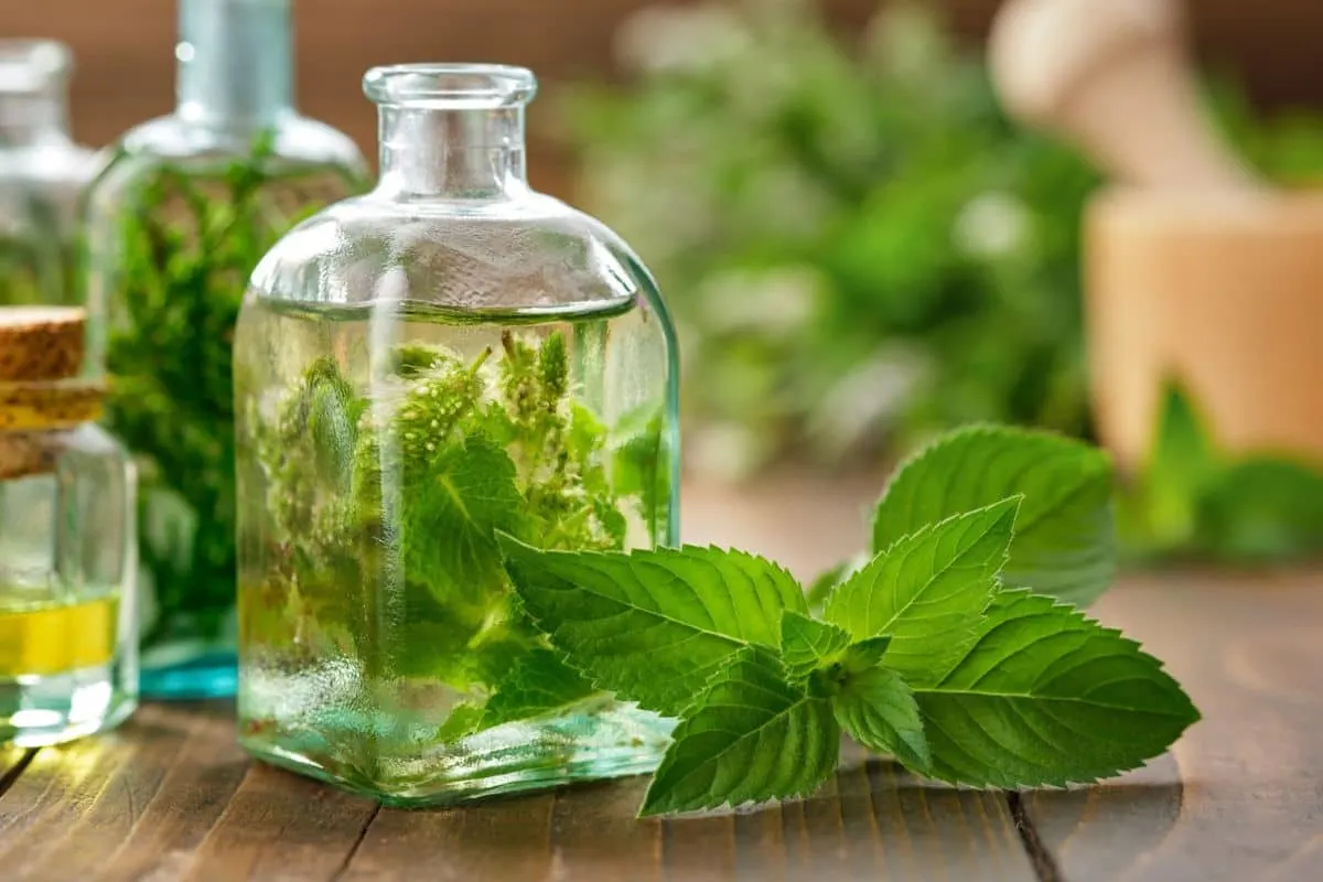 Bottles of mint essential oils or extract with peppermint leaves in front