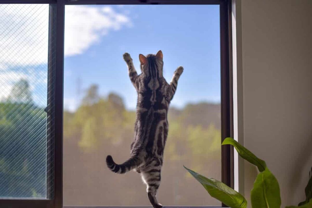 Cat Proofing a Screen Door (Is There Such a Thing?) Survival Freedom