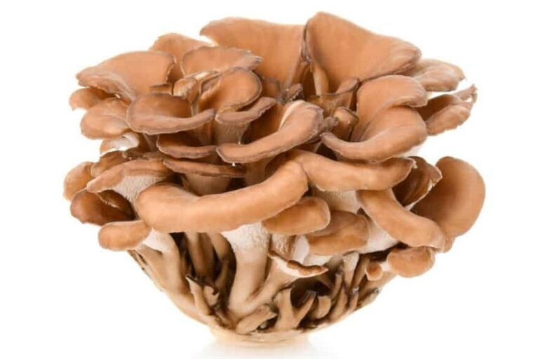 The 9 Best Substitutes for Maitake Mushrooms Survival Freedom