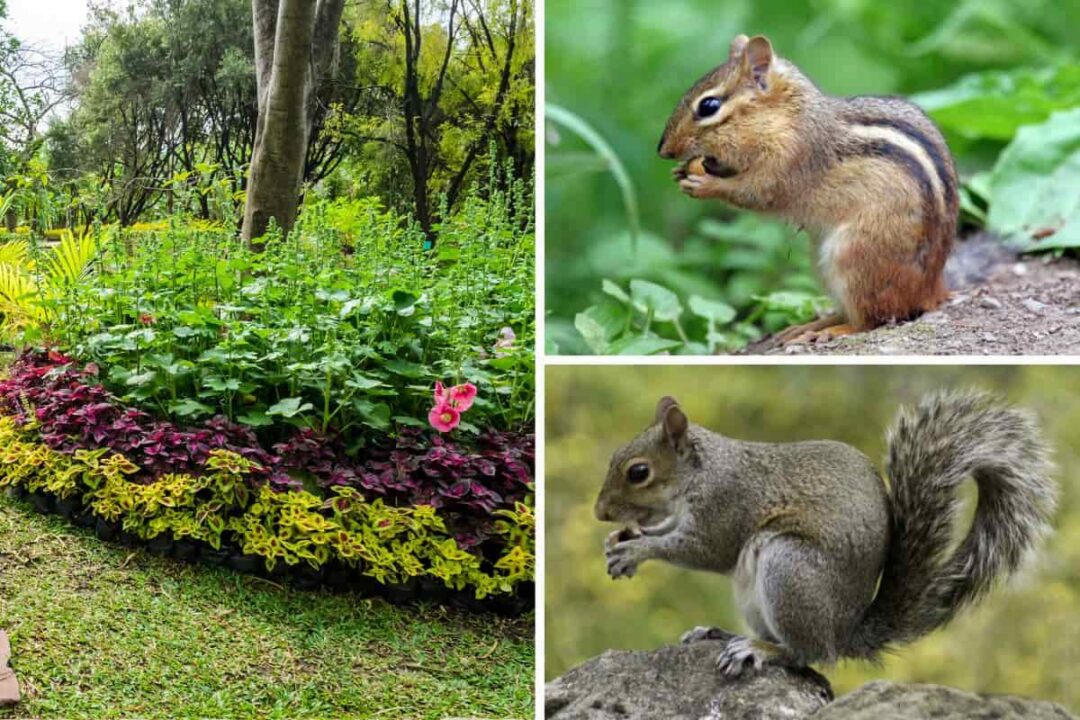 9 Best Plants To Repel Pesky Chipmunks and Squirrels Survival Freedom