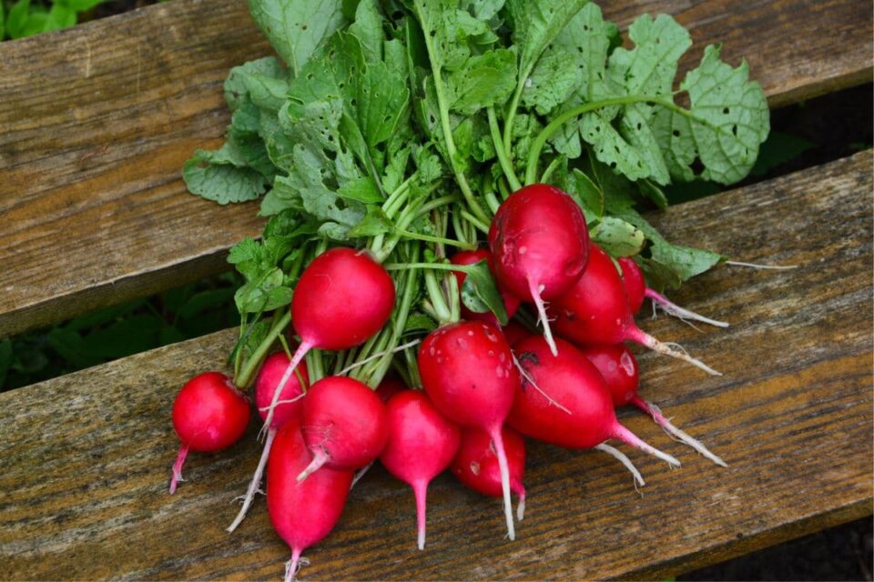 The 9 Best Substitutes for Radishes Survival Freedom
