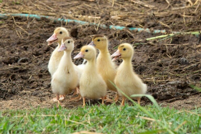 how-much-does-a-baby-duck-cost-and-where-to-get-them-survival-freedom