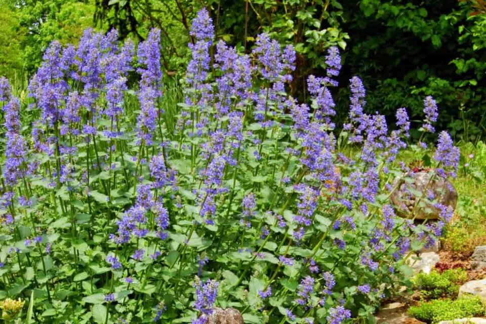 9 Best Plants To Repel Pesky Chipmunks and Squirrels Survival Freedom