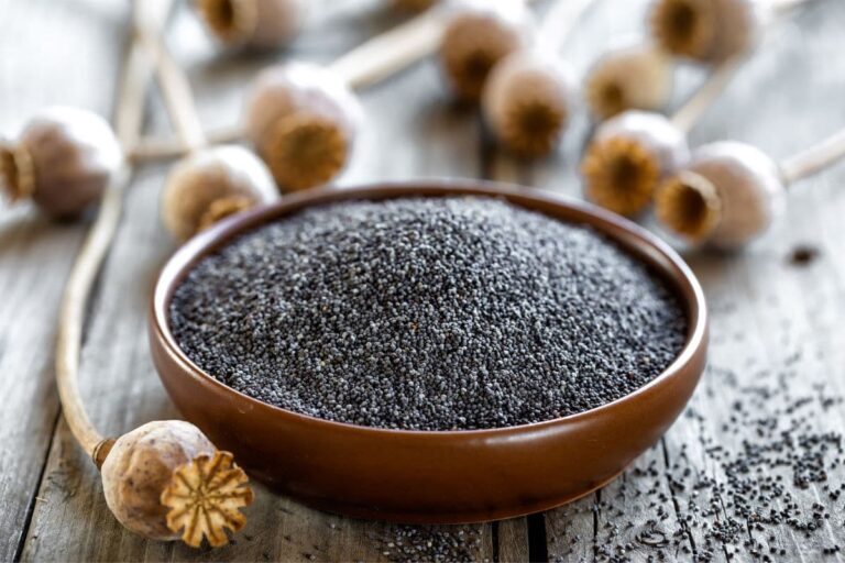 The 9 Best Similar Substitutes for Poppy Seeds Survival Freedom